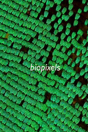biopixels biopixels