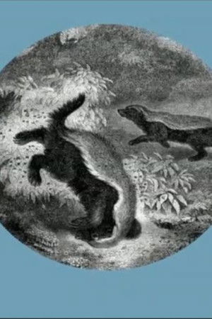 The Kiss of the Honey Badger