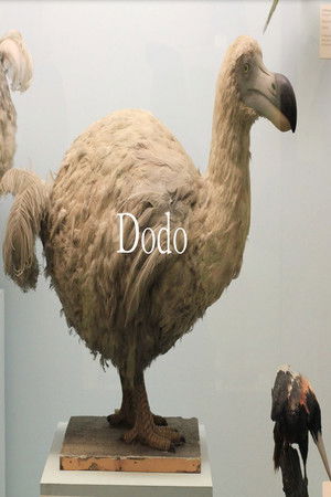 Dodo Dodo