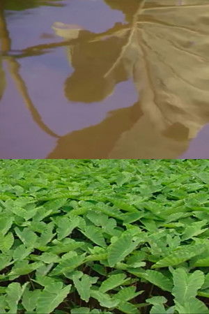 Back to the Roots Back to the Roots