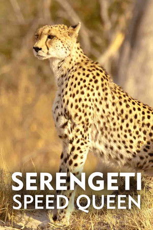 Serengeti Speed Queen Serengeti Speed Queen