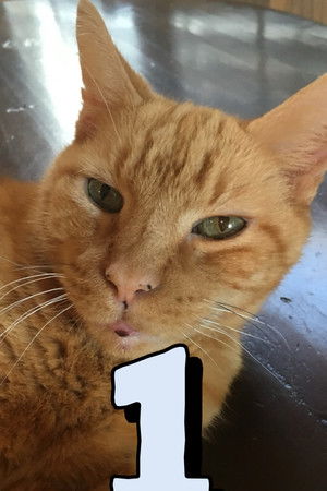 The Adventures of Murphy the Cat #1 The Adventures of Murphy the Cat #1