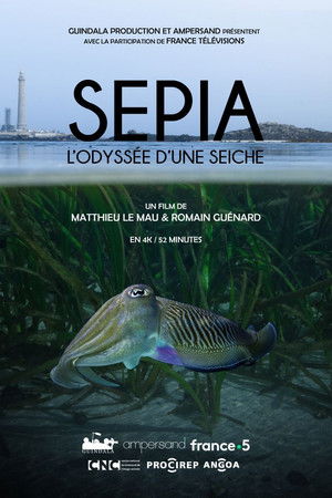 Sépia, l'odyssée d'une seiche Sépia, l'odyssée d'une seiche