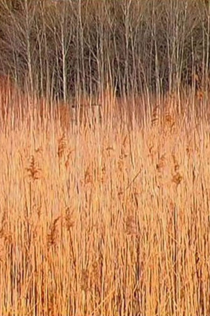 Retour à Walden (Une économie)