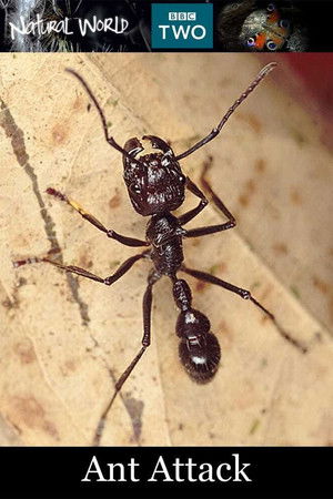 Ant Attack Ant Attack