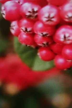 Conversation with Two Lovers Conversation with Two Lovers