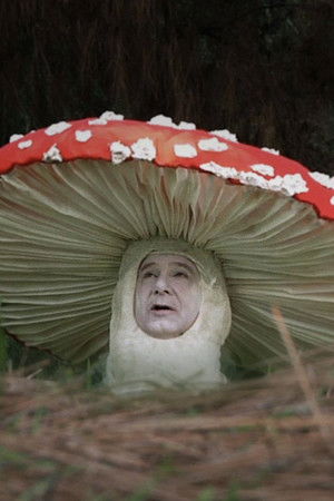 Fly Amanita Fly Amanita