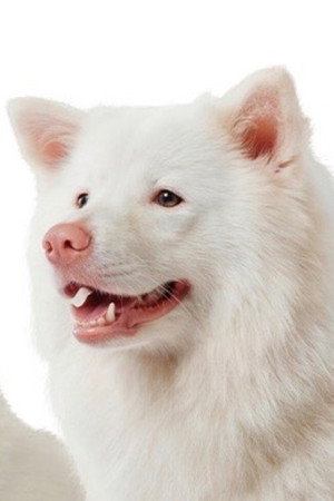 Meechok