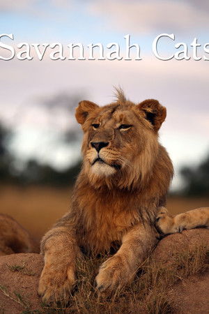Savannah Cats Savannah Cats