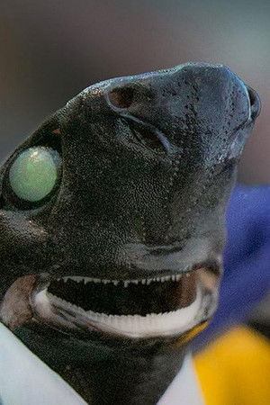 Alien Sharks: Return To The Abyss Alien Sharks: Return To The Abyss