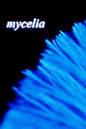 mycelia mycelia