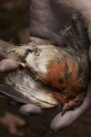 The Deathless Woman The Deathless Woman