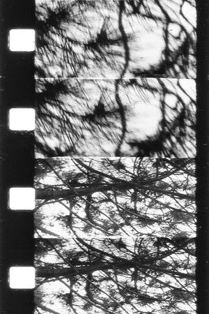 Natural Focus Natural Focus