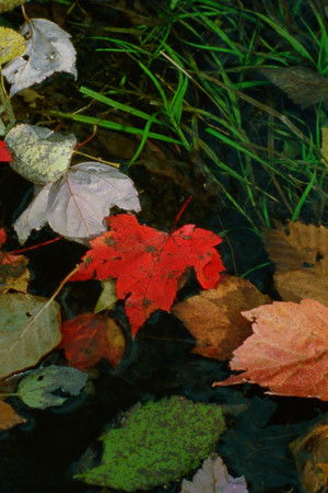 The Long Rainbow The Long Rainbow