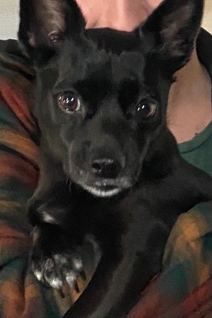 Bailey Cross-Gales