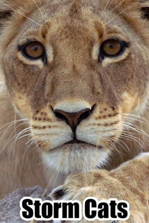 Storm Cats Storm Cats