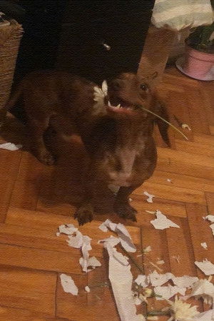 The Breakfast The Breakfast