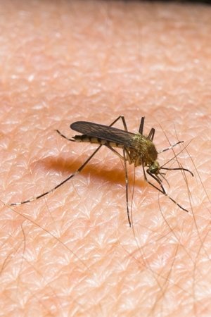 Mückenalarm - Invasion der Plagegeister Mückenalarm - Invasion der Plagegeister