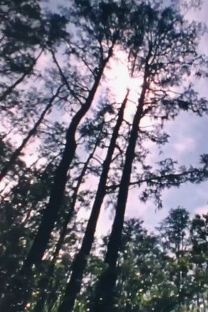 Wilderness: A Country in the Mind