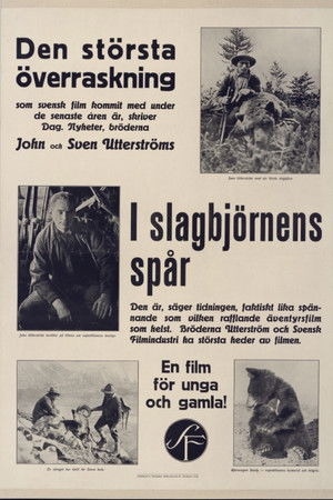 In the Trail of the Bat Bear In the Trail of the Bat Bear