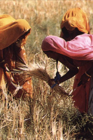 The Legacy of Malthus The Legacy of Malthus