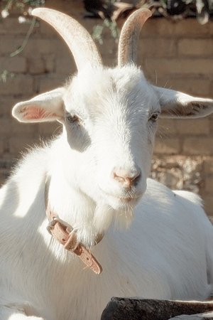 Salma