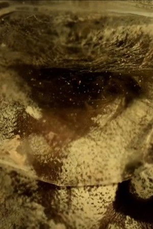 The Mermaids, or Aiden in Wonderland