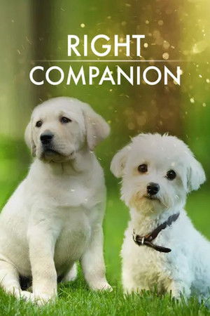 The Right Companion The Right Companion