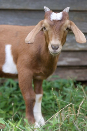 If it Won’t Hold Water, it Surely Won’t Hold a Goat If it Won’t Hold Water, it Surely Won’t Hold a Goat