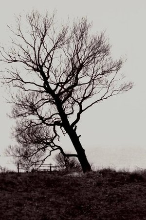 The Harrowed Coast The Harrowed Coast