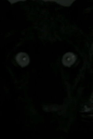 You I Tourneur You I Tourneur