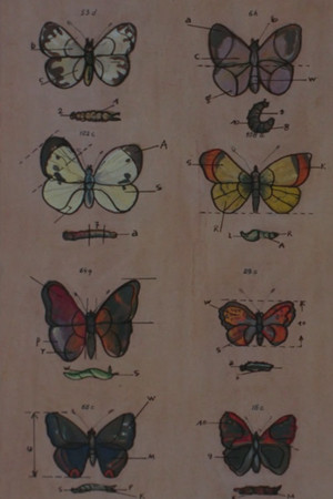 Lekcja anatomii Lekcja anatomii