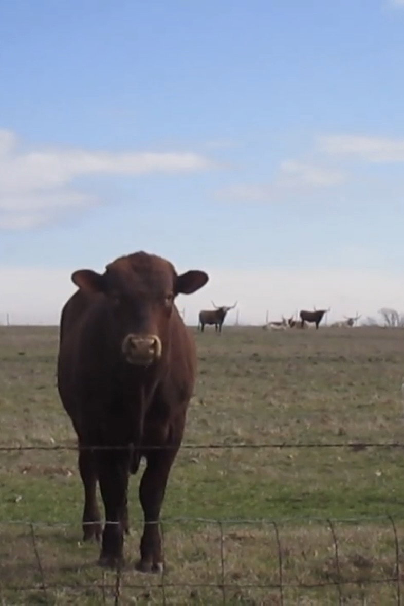 Cow Four Minutes