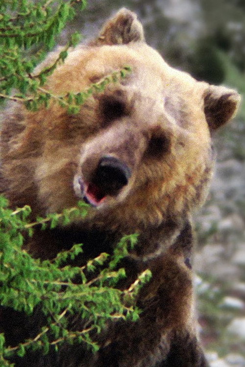 Bozo the Bear