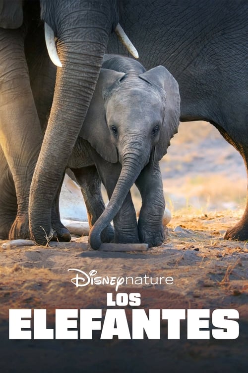 Poster de la pelicula Los Elefantes