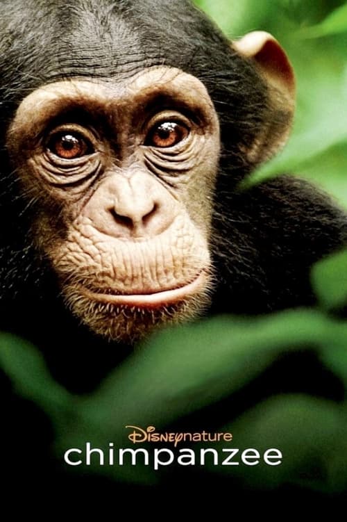 Poster de la pelicula Chimpancés