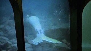 The Mermaid