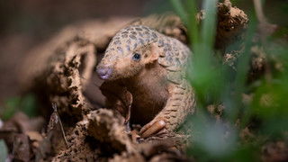 Big Little Journeys: Survival