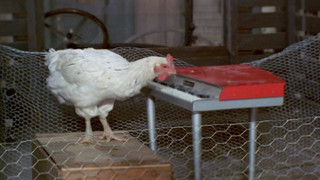 Everywhere a Chick Chick