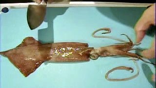 Squid Pro Quo II
