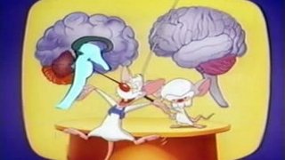 Brainstem