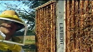 Pantry Raid IV: Comb Alone