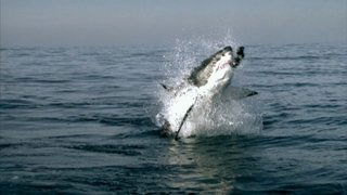 Diaries - Shark Quest