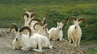 Denali: the Great Alaskan Wilderness