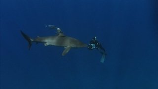 Diaries - Ocean Wanderers