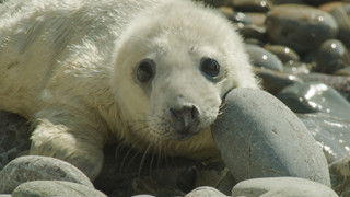 Coasts: Life on the Edge