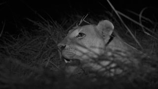 A Leopard's Tale