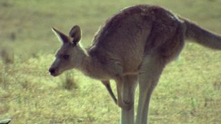 The Rise of the Mammals