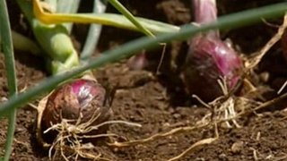 Onions