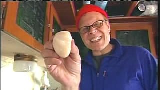 Shell Game IV (Scallops)